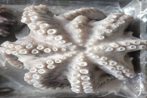 ALL TYPE OF SEAFOOD FROZEN AND FRESH AND LIVE from Tanzania